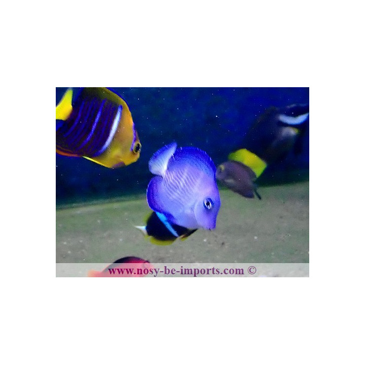 Acanthurus coeruleus
