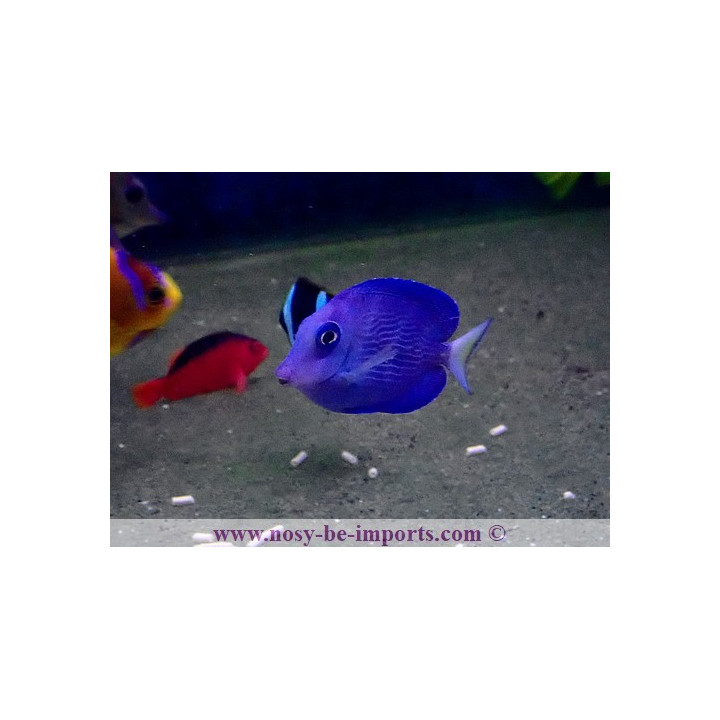 Acanthurus coeruleus