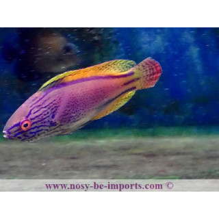 Cirrhilabrus lineatus