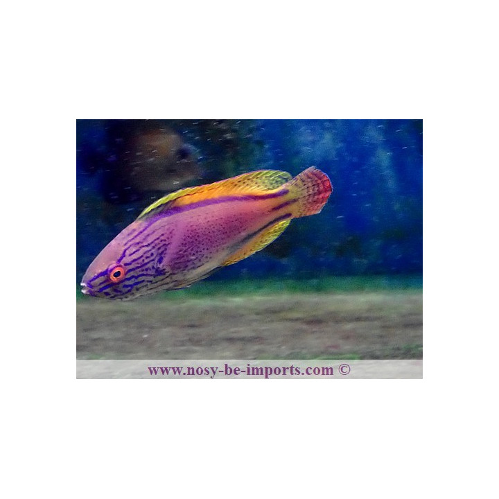 Cirrhilabrus lineatus