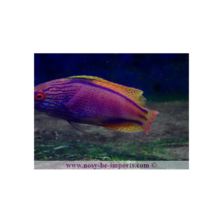 Cirrhilabrus lineatus