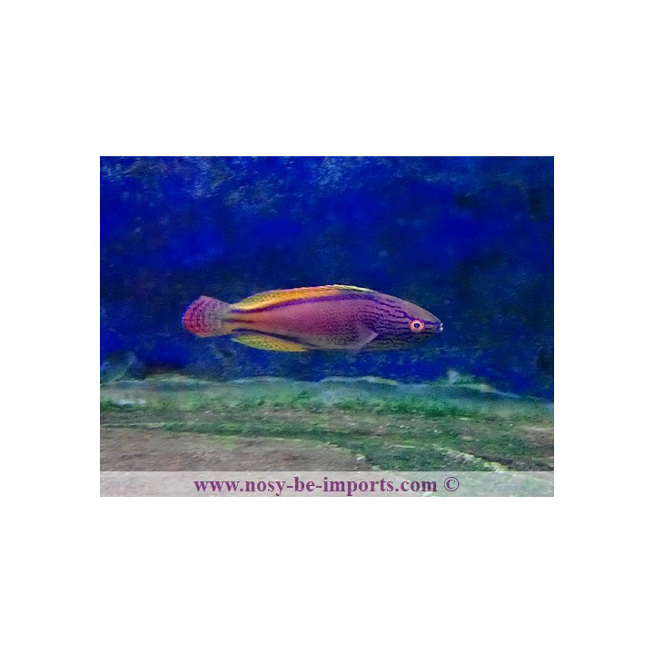 Cirrhilabrus lineatus