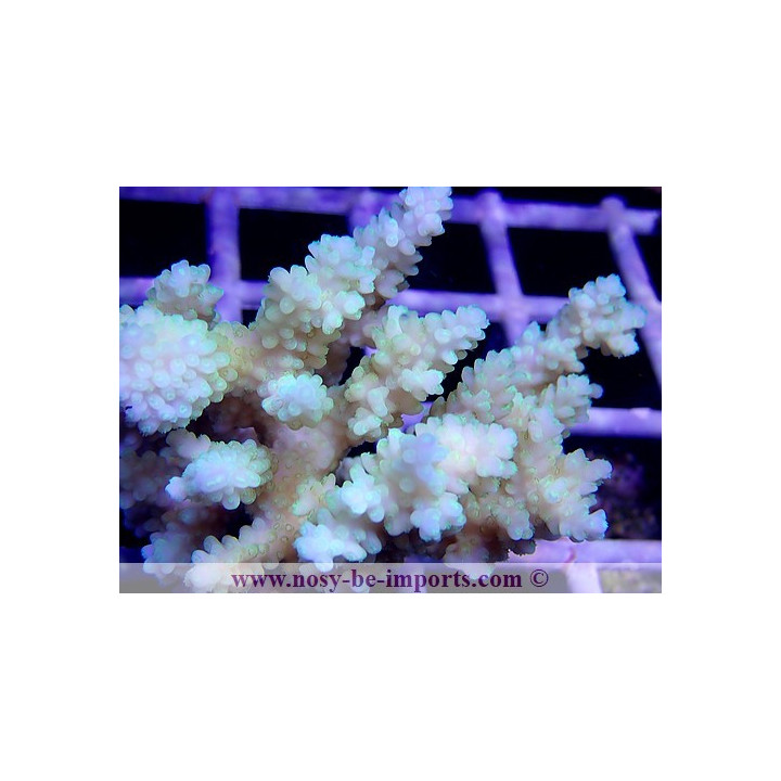 Acropora sp. Tonga WYSIWYG