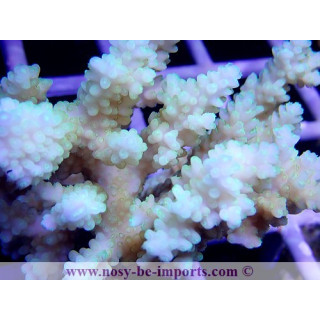 Acropora sp. Tonga WYSIWYG