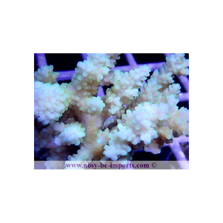 Acropora sp. Tonga WYSIWYG