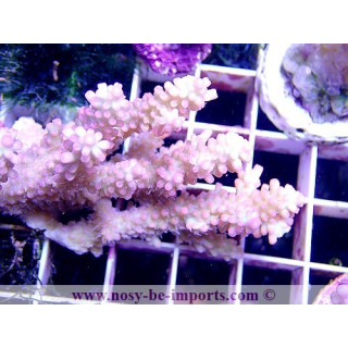 Acropora microclados SS WYSIWYG