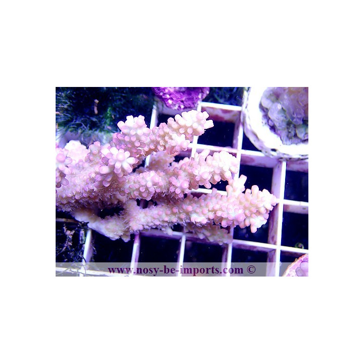 Acropora microclados SS WYSIWYG