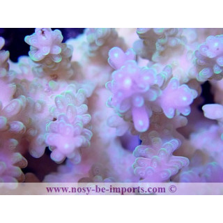 Acropora sp. tricolor TONGA WYSIWYG