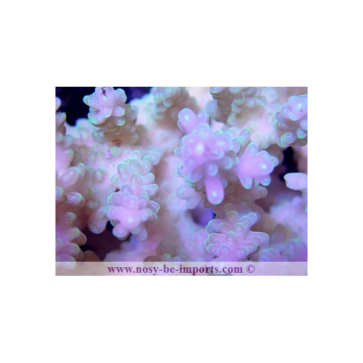 Acropora sp. tricolor TONGA WYSIWYG