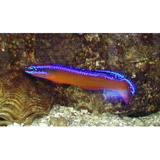 Pseudochromis aldabraensis