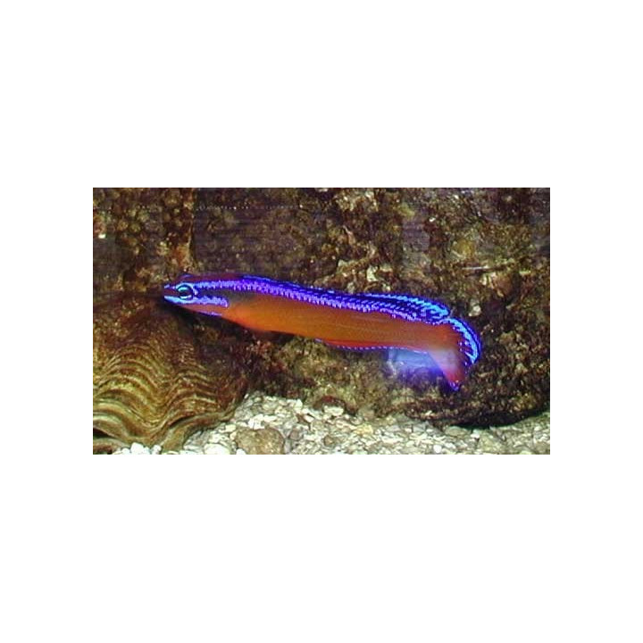 Pseudochromis aldabraensis