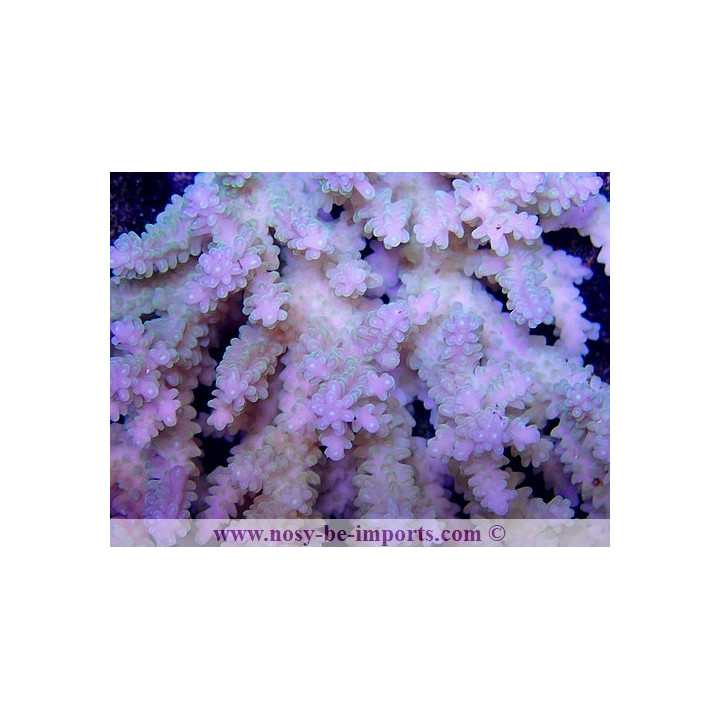 Acropora sp. tricolor TONGA WYSIWYG