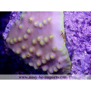 Turbinaria reniformis jaune WYSIWYG