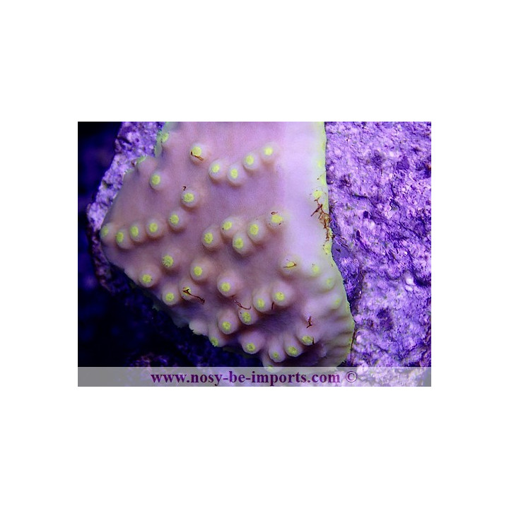Turbinaria reniformis jaune WYSIWYG