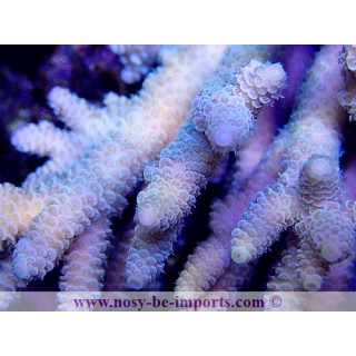 Acropora millepora tricolore XL WYSIWYG