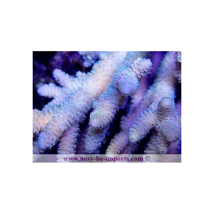 Acropora millepora tricolore XL WYSIWYG
