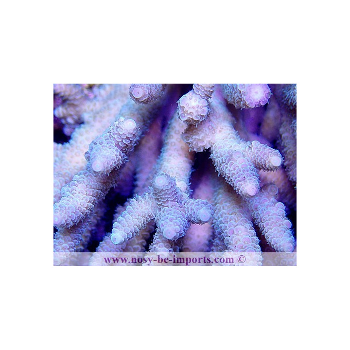 Acropora millepora tricolore XL WYSIWYG