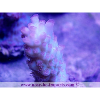 Acropora microclados SS bouture L WYSIWYG