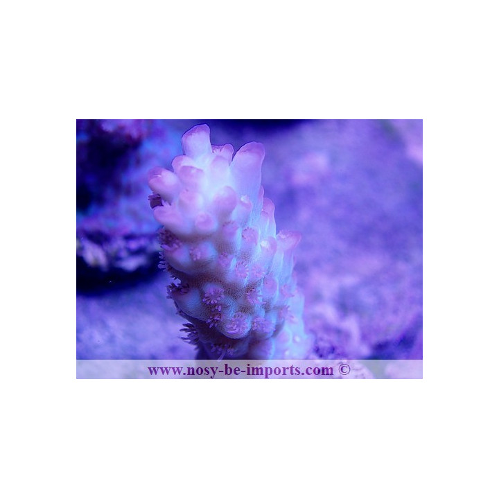 Acropora microclados SS bouture L WYSIWYG
