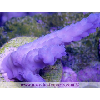 Acropora sp. bleu Bouture L Indo WYSIWYG