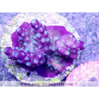 Acropora sp. ELEVAGE USA WYSIWYG