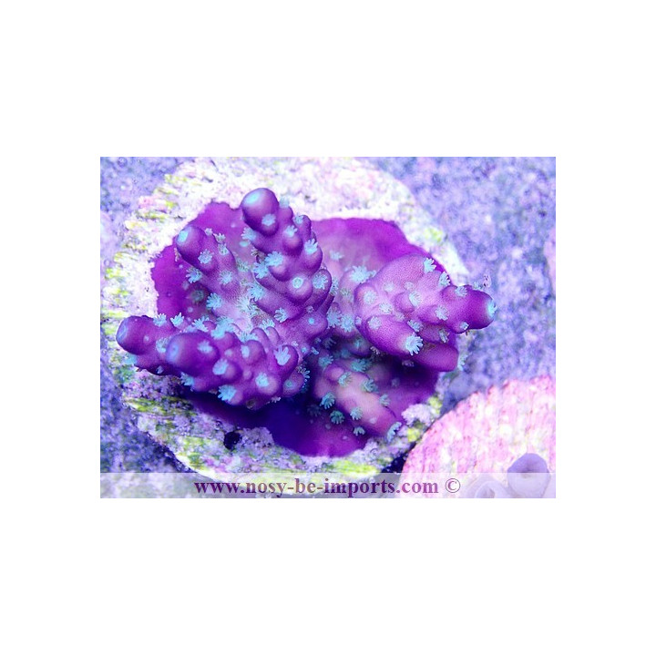 Acropora sp. ELEVAGE USA WYSIWYG
