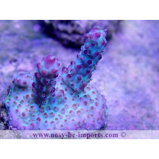 Acropora sp. Elevage USA WYSIWYG