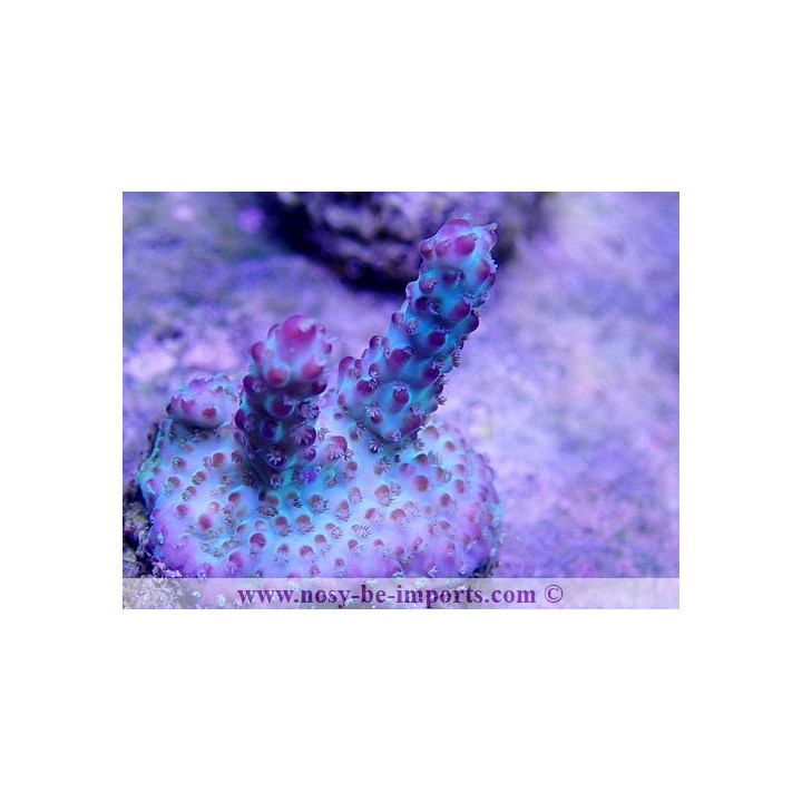 Acropora sp. Elevage USA WYSIWYG