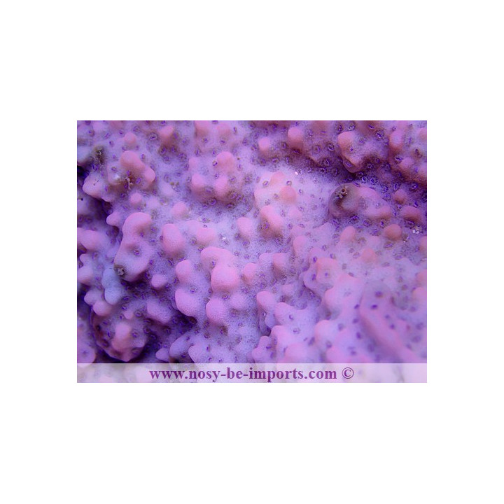 Montipora sp. encroûtant TONGA WYSIWYG