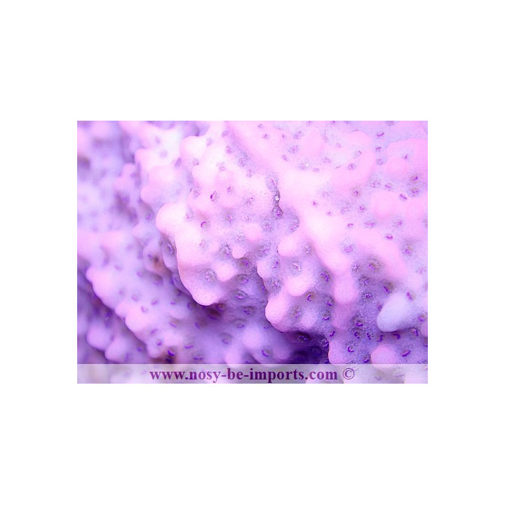 Montipora sp. encroûtant TONGA WYSIWYG