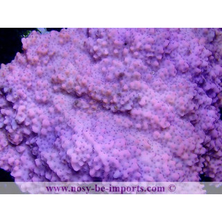 Montipora sp. encroûtant TONGA WYSIWYG