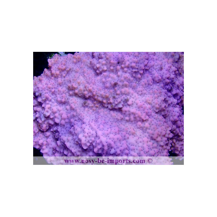 Montipora sp. encroûtant TONGA WYSIWYG