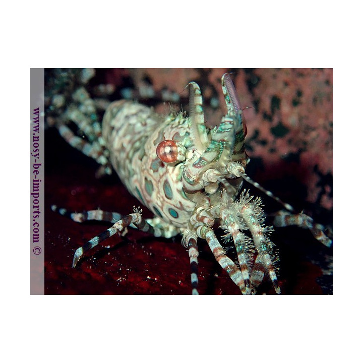 Saron Marmoratus WYSIWYG