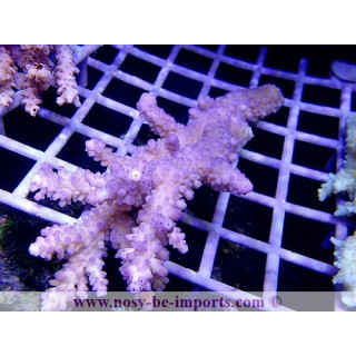 Acropora formosa XL WYSIWYG