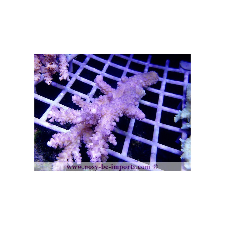 Acropora formosa XL WYSIWYG