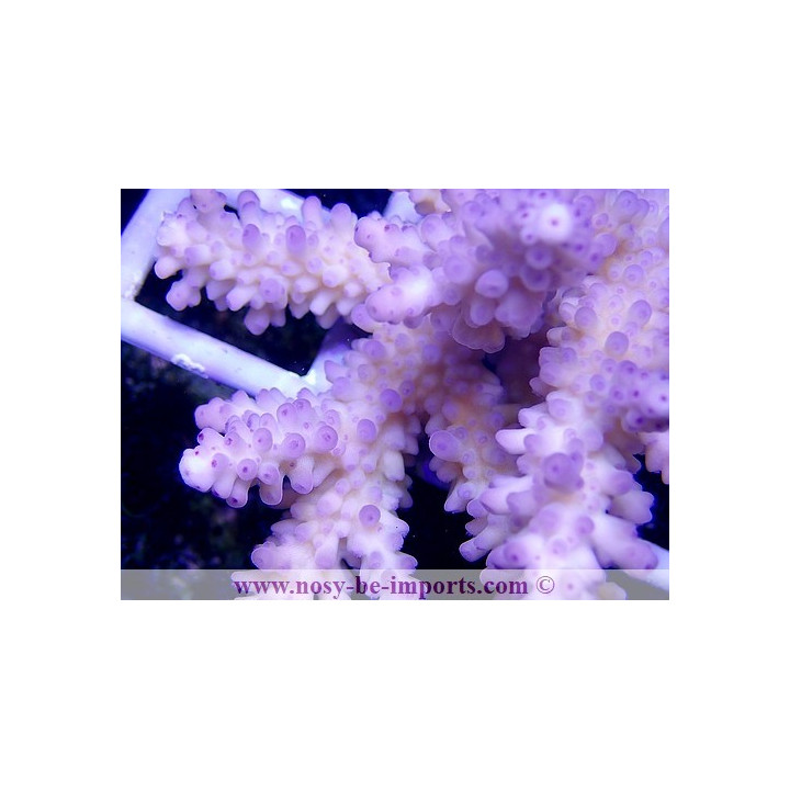 Acropora formosa XL WYSIWYG