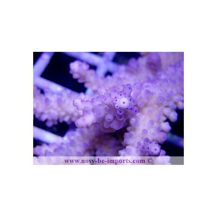Acropora formosa XL WYSIWYG