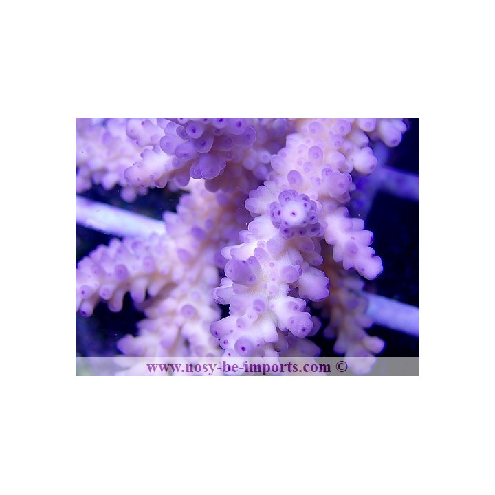 Acropora formosa XL WYSIWYG