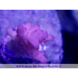 Acropora microclados SS ultra rose WYSIWYG