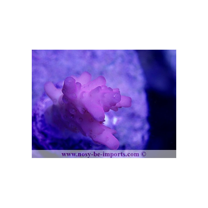 Acropora microclados SS ultra rose WYSIWYG