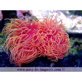 Protula bispiralis   Serpulide 