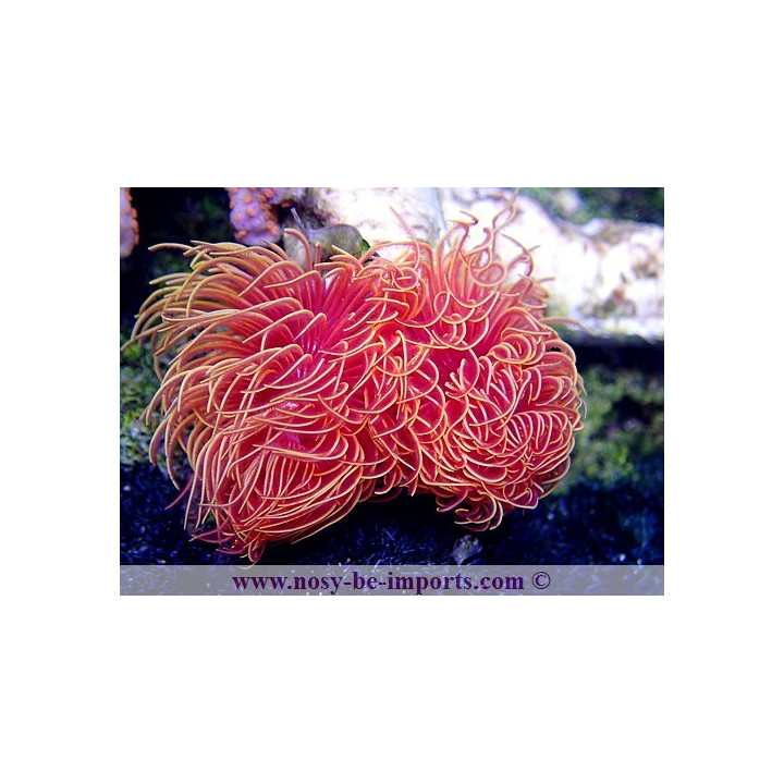 Protula bispiralis   Serpulide 