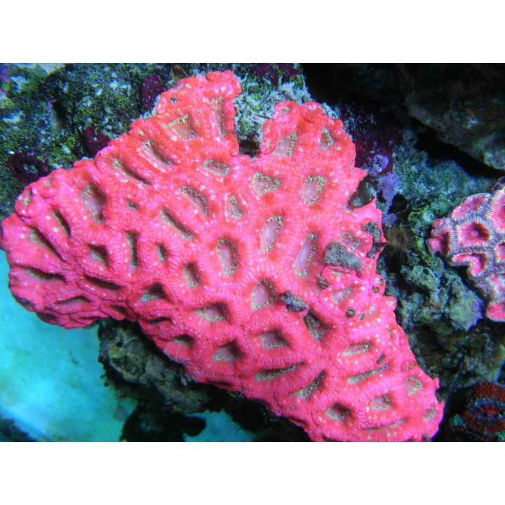 Acanthastrea lordhowensis