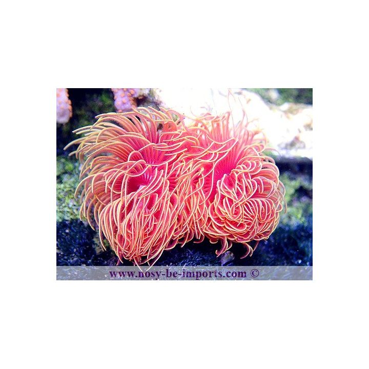 Protula bispiralis   Serpulide 
