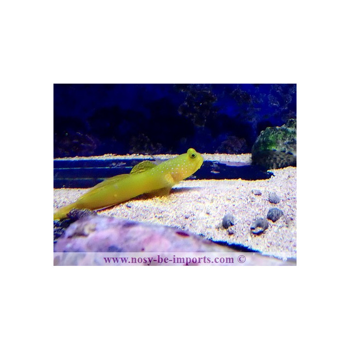 Cryptocentrus cincus