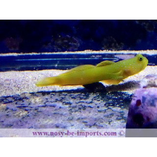 Cryptocentrus cincus