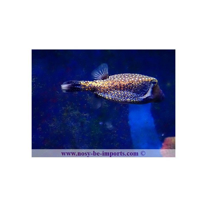 Ostracion meleagris mâle