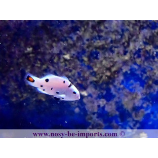 Amphiprion ocellaris Snow Storm