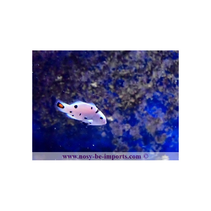 Amphiprion ocellaris Snow Storm