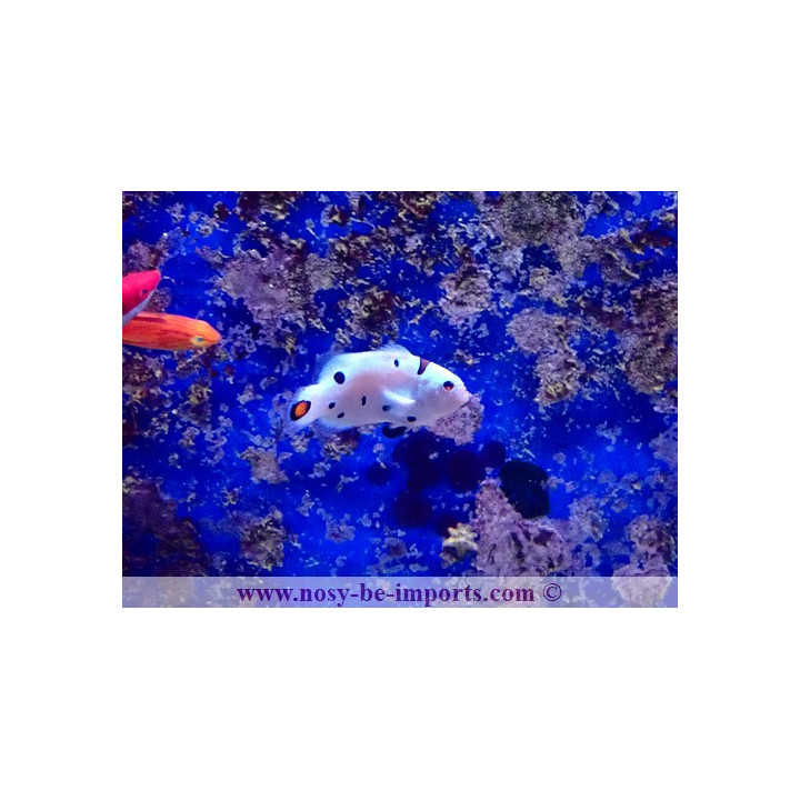 Amphiprion ocellaris Snow Storm